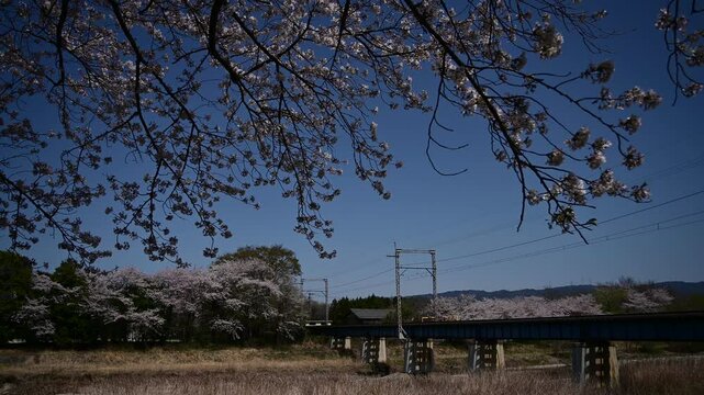 桜咲く宇賀川を渡る普通列車 （三岐鉄道 三岐線 大安 - 三里, 2025年4月）