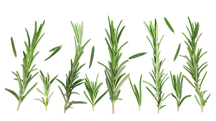 Obraz premium Fresh aromatic rosemary isolated on white, collage