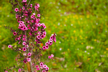Manuka plant in bloom, pink flower
