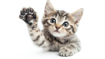 Adorable tabby kitten with paw raised, greeting or waving on white backdrop