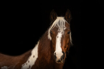 Obraz premium Head portrait of a bay brown pinto paint horse; black shot portrait