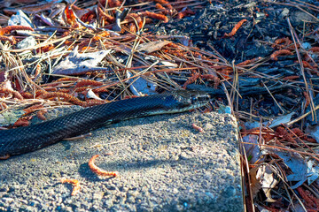 Rat Snake (Pantherophis obsoletus) in North Carolina. 
The North Carolina rat snake is also known as the Eastern Rat Snake (Pantherophis alleghaniensis).