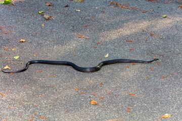 Rat Snake (Pantherophis obsoletus) in North Carolina. 
The North Carolina rat snake is also known as the Eastern Rat Snake (Pantherophis alleghaniensis).