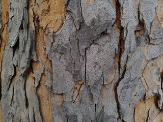 tree bark texture