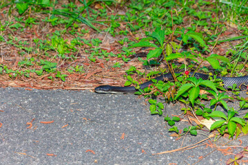 Rat Snake (Pantherophis obsoletus) in North Carolina. 
The North Carolina rat snake is also known as the Eastern Rat Snake (Pantherophis alleghaniensis).