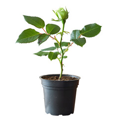 Green Rose Plant in Black Pot New Growth