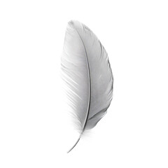 detailed photo of single grey feather isolated

