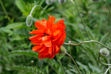 red poppy in the garden