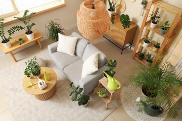 Interior of living room with sofa, green plants and gardening tools, top view