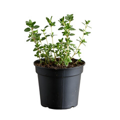 Fototapeta premium Thyme plant in a black pot on a black background