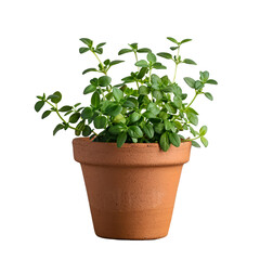 Fototapeta premium Thyme plant in terracotta pot fresh herb gardening