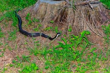 Rat Snake (Pantherophis obsoletus) in North Carolina. 
The North Carolina rat snake is also known as the Eastern Rat Snake (Pantherophis alleghaniensis).