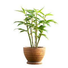 Fototapeta premium Lush Green Plant in Wooden Pot Black Background