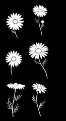 White Daisy Sketches: Elegant Line Art on Black