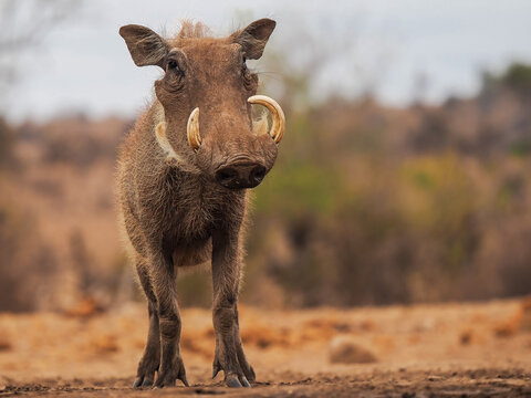 Warthog with large tusks standing alert on dry ground in natural African savanna habitat.