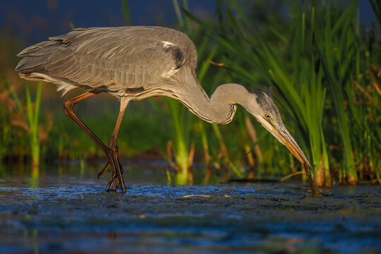Grey heron stands in shallow water, reflected in the calm wetland during golden sunset light
