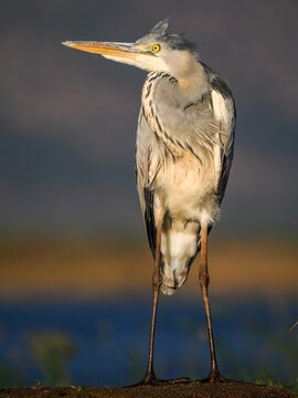 Grey heron (Ardea cinerea) stands in shallow water, reflected in the calm wetland during golden sunset light