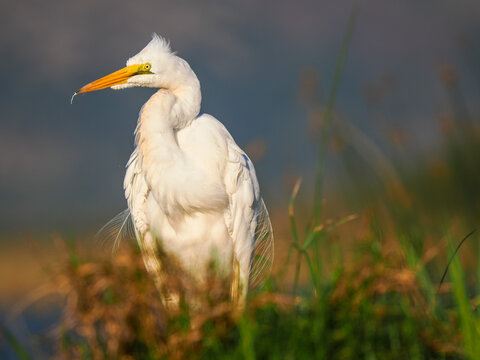 Great Egret (Ardea alba) Standing in Wetland Grasses copy space