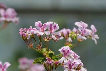 Obraz premium Close-up of a pink Scented geranium (Pelargonium graveolen) flower blooming in early summer