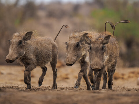 Group of three warthogs walking on dry ground in natural African savanna habitat
