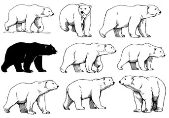 Elegant Polar Bear & Black Bear Ink Sketches