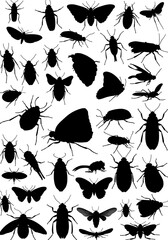 Fototapeta premium Nocturnal Silhouettes: A Collection of Insect Forms