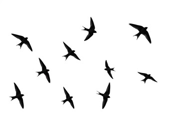 Swallows in Flight: A Black and White Silhouette