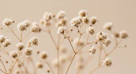 Dried Flower Delicatesse: A Gentle Stillness