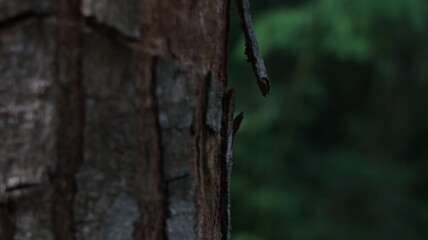 Natural Tree Trunk Surface: Intricate Forest Bark Detail
