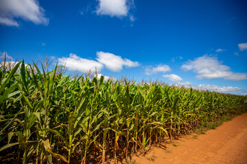 Wide view of Corn field on a sunny day