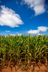 Wide view of Corn field on a sunny day