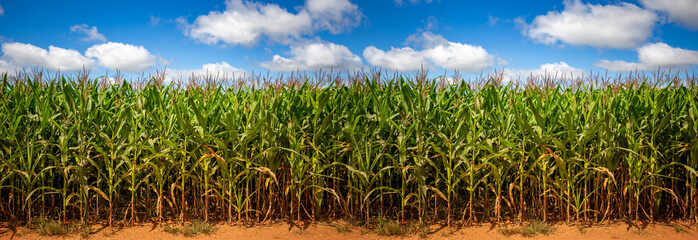 Wide view of Corn field on a sunny day