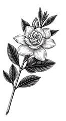 Elegant Gardenia: Monochrome Botanical Illustration
