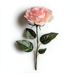 Obraz premium Pink rose with green leaves isolated on a white background