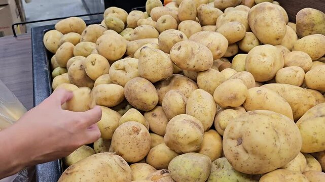 Choosing potatoes to buy at the market