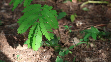 fern in the forest ground