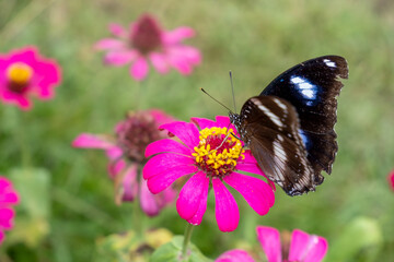 Black butterfly perches on blooming fuchsia zinnia with vivid yellow crown. Nature macro scene showing pollination in progress amid a soft green and pink floral background.