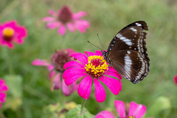 Black butterfly perches on blooming fuchsia zinnia with vivid yellow crown. Nature macro scene showing pollination in progress amid a soft green and pink floral background.
