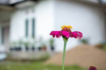 Magenta zinnia flowers in bloom, one fresh and one wilted, standing tall with green leaves and soft background. Nature's life cycle in vibrant contrast.