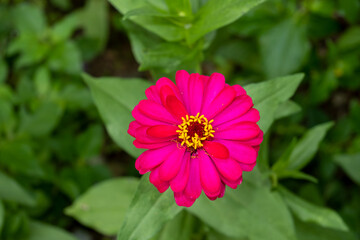 Top view of a vibrant fuchsia zinnia flower blooming amidst lush green leaves, highlighting the contrast between vivid petals and the calm, natural foliage background.