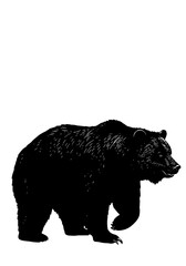 Fototapeta premium Majestic Grizzly: Ink Drawing, Black & White Power