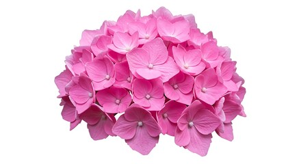 Fototapeta premium Pink Hydrangea: Delicate Sugar Bloom