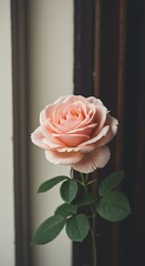 Peach Rose: Soft Light, Gentle Elegance