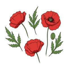 Crimson Poppies: Line Art Botanical Illustration