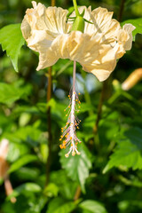 Close-up of pale hibiscus flower with visible stamen and bright pollen, captured in sunlight with green foliage background.