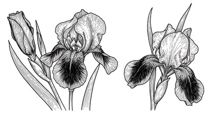 Elegant Ink Irises: Botanical Line Art Drawing
