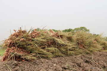 onion with long leaf on field