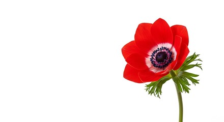 Crimson Anemone: A Study in Delicate Detail
