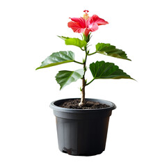 Fototapeta premium Red Hibiscus Plant in Black Pot against Black Background,
