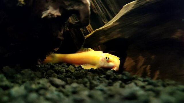 Gyrinocheilus aymonieri or known ashoney sucker, sucking loach and Chinese algae eater in the aquarium. 